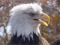 eagle.JPG