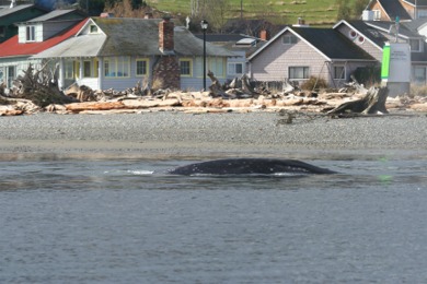 gray whale shallow water