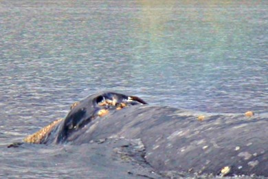 gray whale blowhole