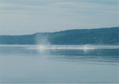 orcas2 061.jpg